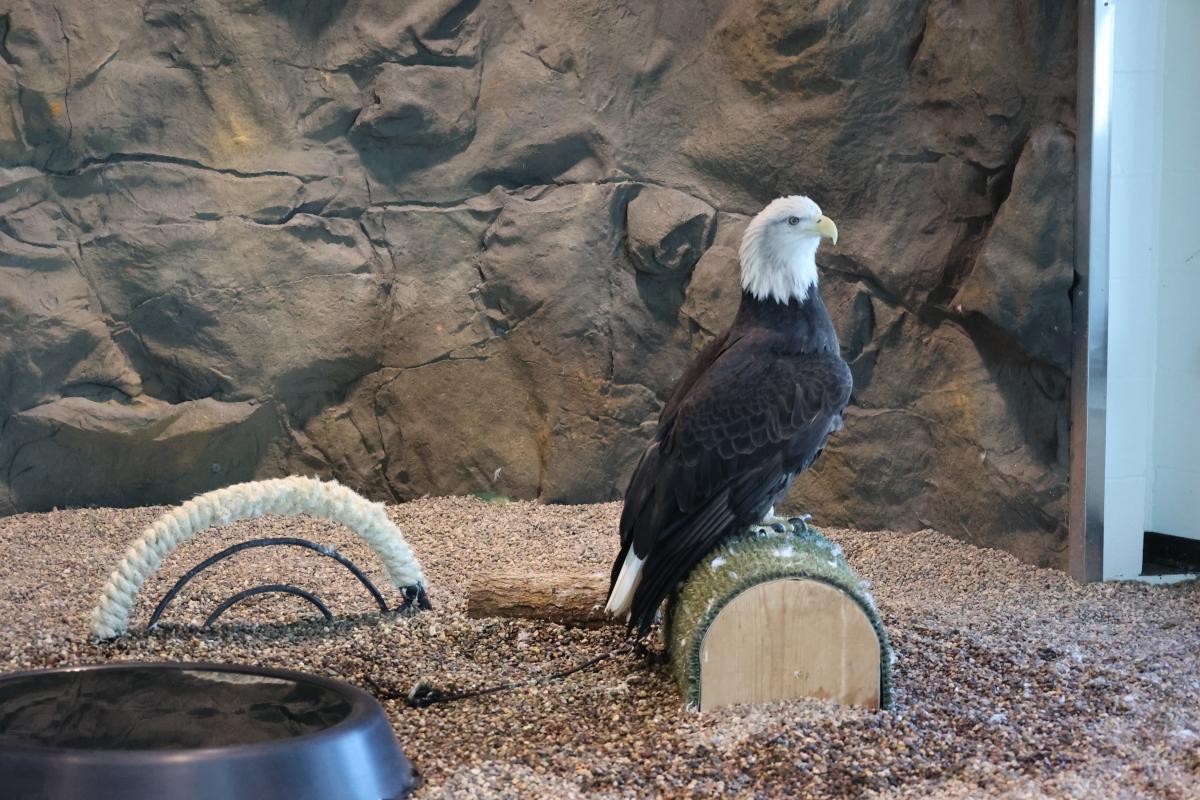 Eagle at the National Eagle Center