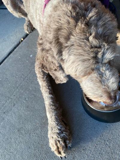 Dog eating from food bowl at Workshop Food Hall