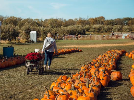 Rochester’s largest grower of fresh produce | Credit AB-PHOTOGRAPHY.US