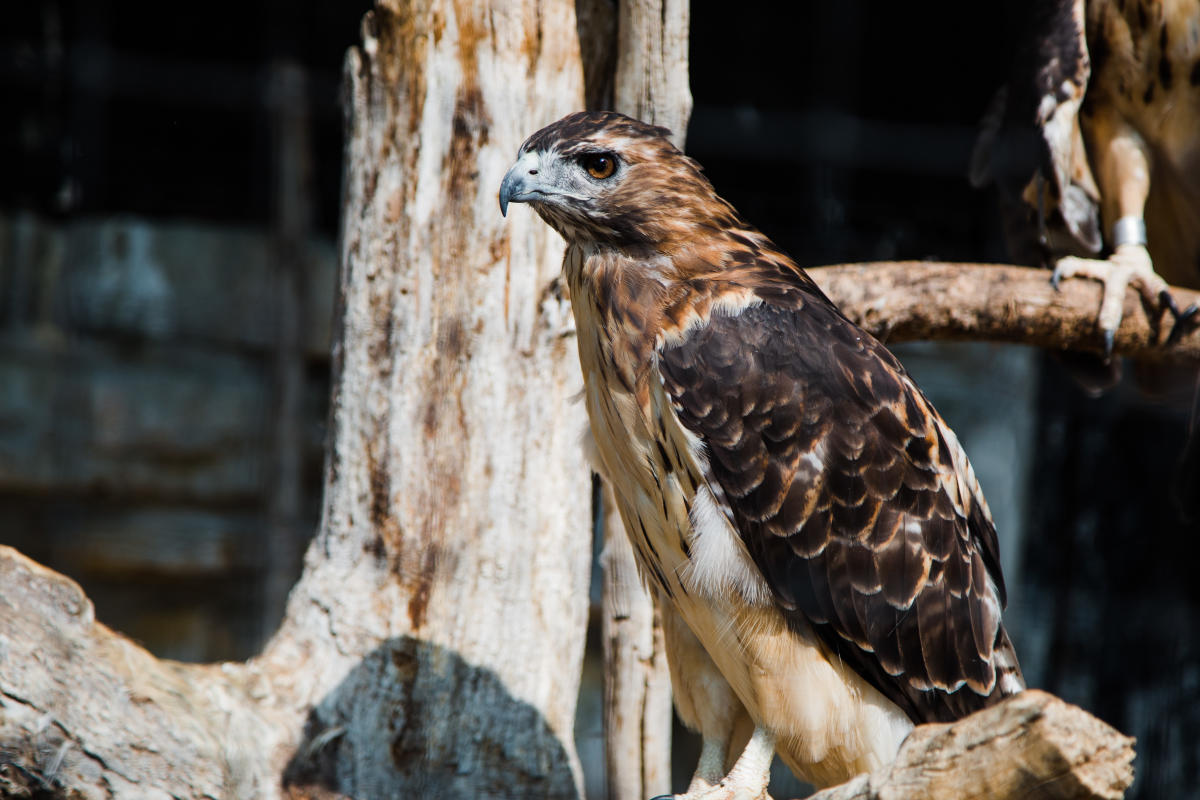 A hawk perched on a branch on a tree in Oxbow Park and Zollmann Zoo near Rochester, MN