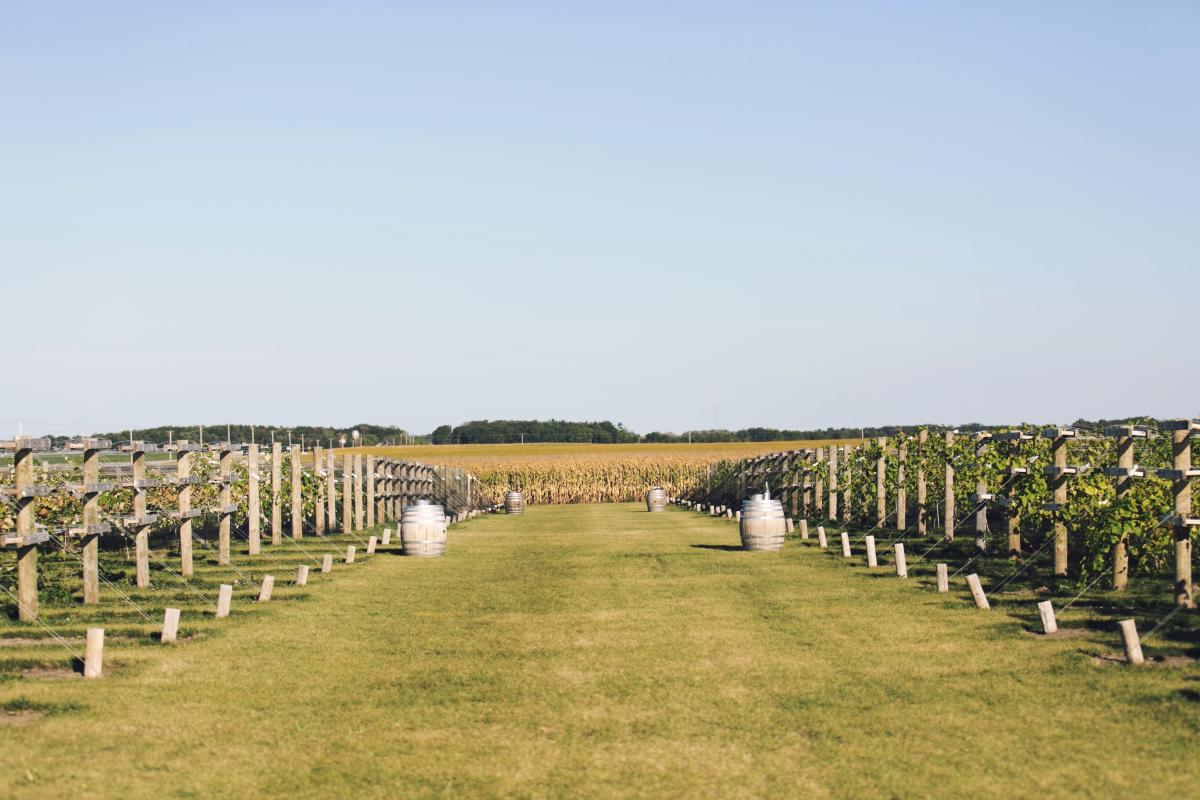 Four Daughters Vineyard Landscape