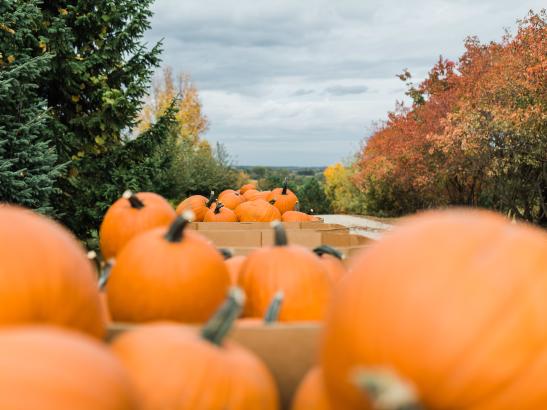 Northwoods Orchard | credit AB-PHOTOGRAPHY.US