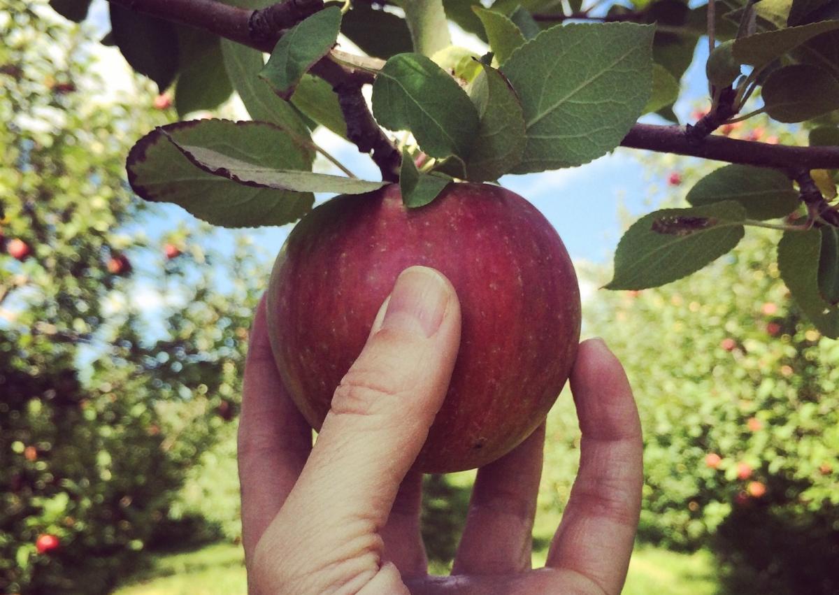 Pick an apple at Sekapp Orchard in Rochester, MN