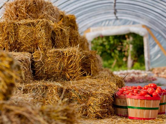 Find barrels of fresh fruit + vegetables | credit AB-PHOTOGRAPHY.US