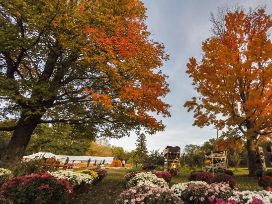 Orchard has more than 170 acres | credit AB-PHOTOGRAPHY.US